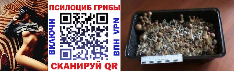 Псилоцибиновые грибы Magic Shrooms  Малаховка 
